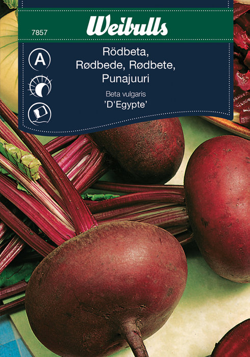 Rødbede 'D'Egypte'